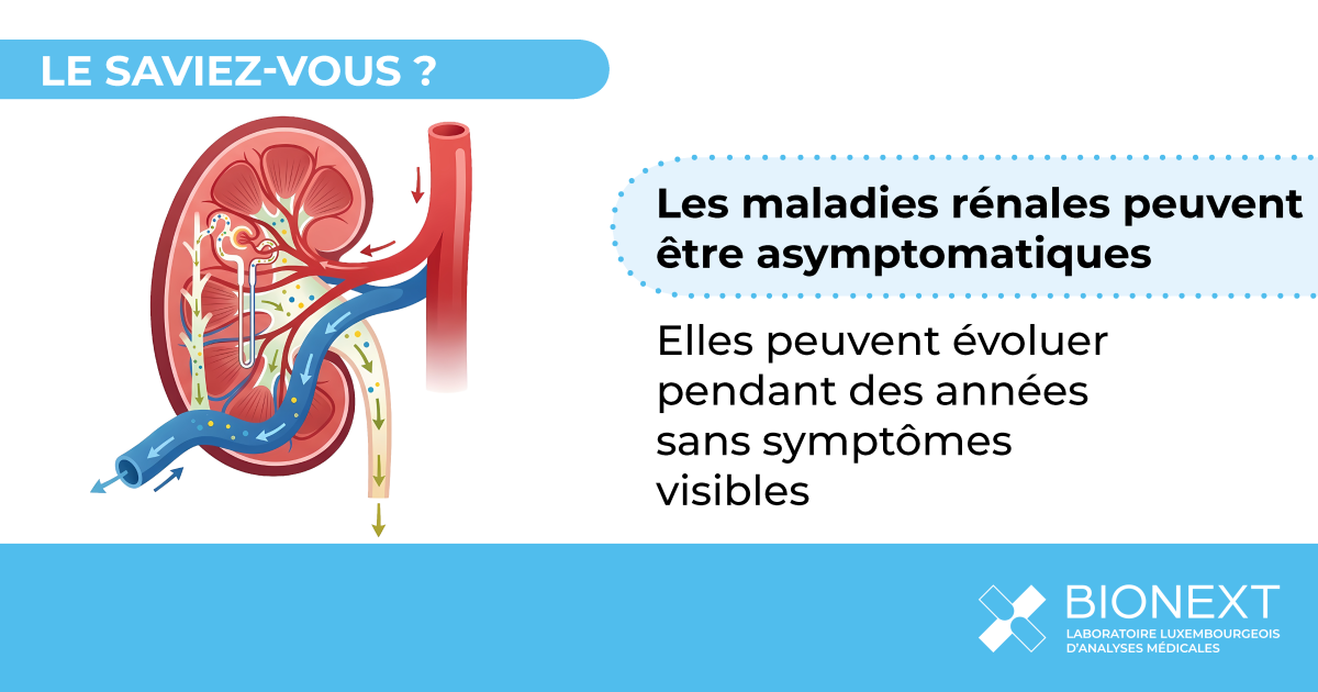 Illustration médicale d’un rein expliquant que les maladies rénales peuvent évoluer pendant des années sans symptômes visibles.