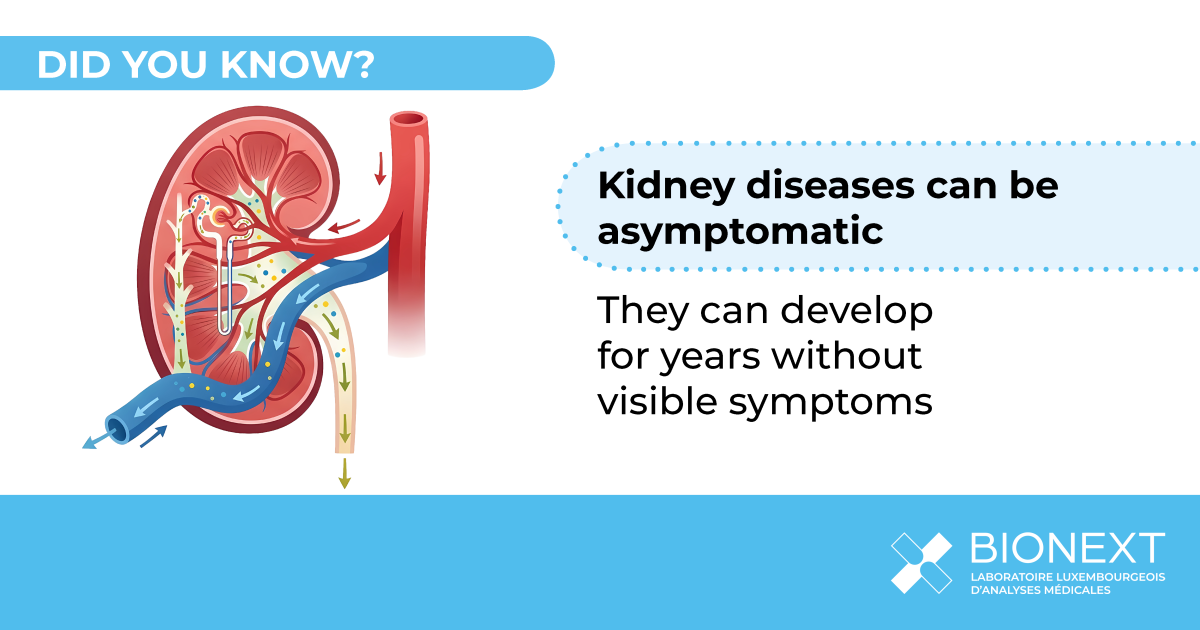 Medical illustration of a kidney explaining that kidney diseases can progress for years without visible symptoms.