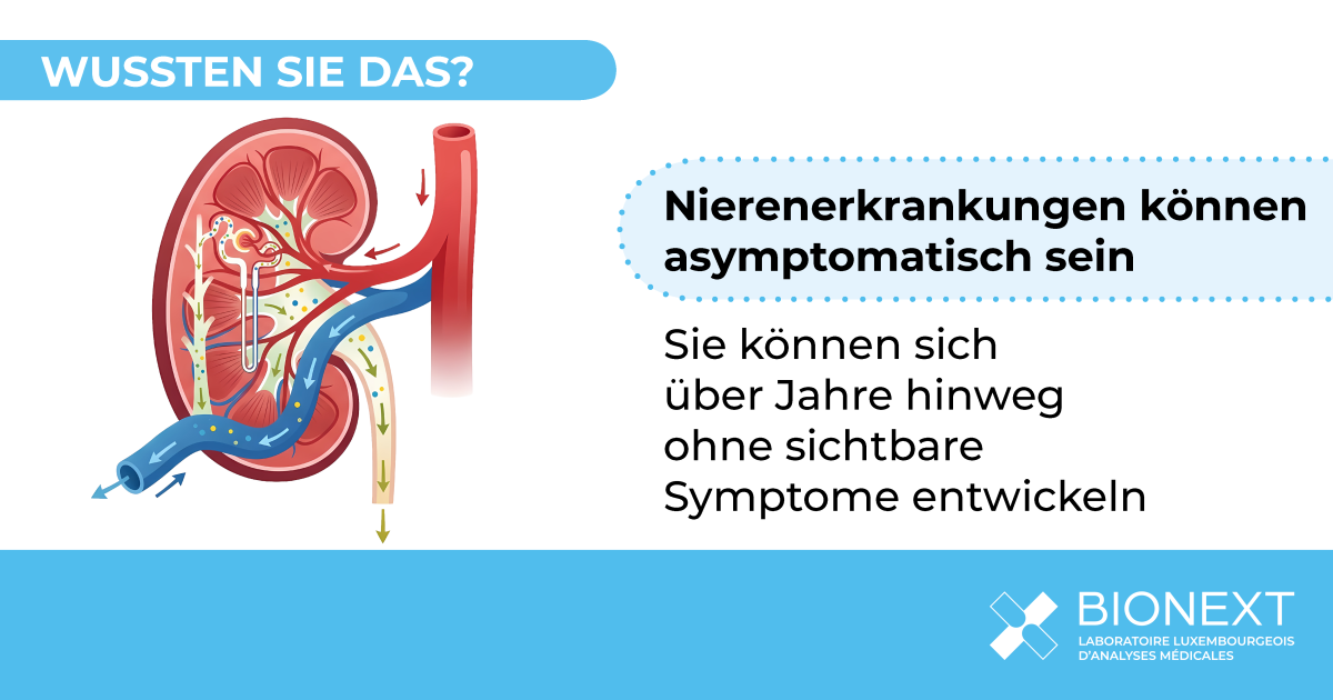Medizinische Illustration einer Niere, die erklärt, dass Nierenerkrankungen über Jahre hinweg ohne sichtbare Symptome fortschreiten können.