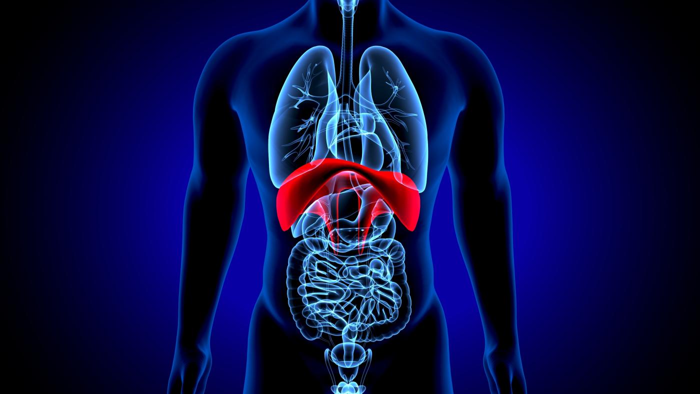 3d render of human anatomy, the thoracic diaphragm, or simply the diaphragm is a sheet of internal skeletal