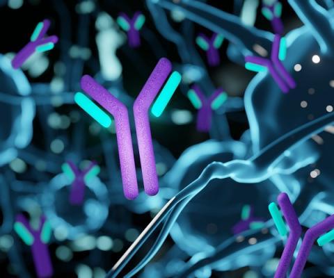 BIONEXT_NEWSLETTER_Autoimmunity autoantibodies and pathology